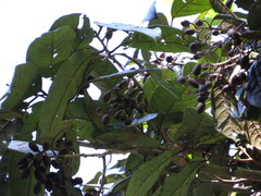 Cryptocarya mackinnoniana