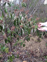Miconieae