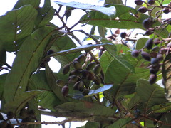 Cryptocarya mackinnoniana