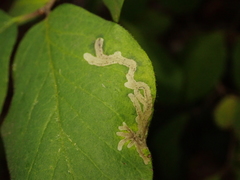 Phytomyza lonicerae