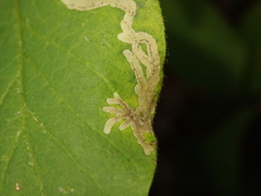 Phytomyza lonicerae