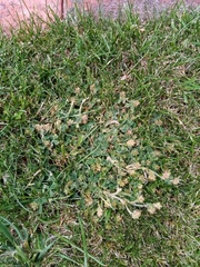Trifolium striatum