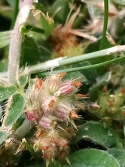 Trifolium striatum
