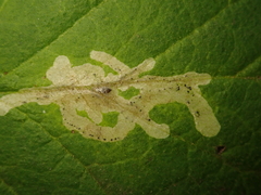 Phytomyza lonicerae
