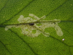 Phytomyza lonicerae