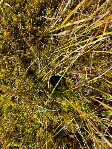 iNaturalist observation photo of Black Petaltail