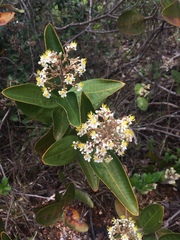 Miconieae
