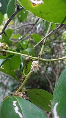 Ilex ficoidea