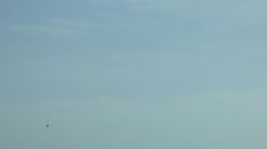 Falconiformes