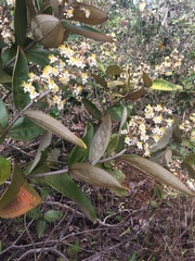 Miconieae