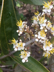 Miconieae