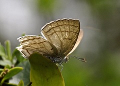 Hypolycaena philippus