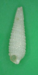 Bouchetriphora pallida