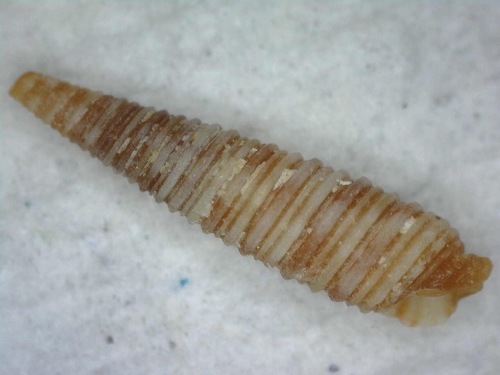 Viriola incisa observed 2016-12-05