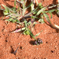 Dactyloctenium radulans