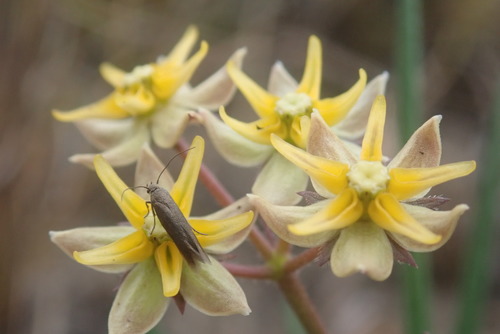 Image of Golden Star-Drops (Asclepias aurea) by no rights reserved