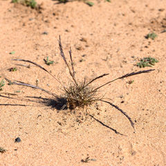 Tripogonella loliiformis