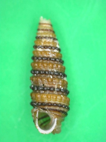 Mastonia cingulifera observed 2016-12-05