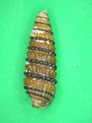 Mastonia cingulifera
