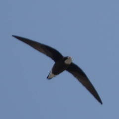 Hirundapus caudacutus