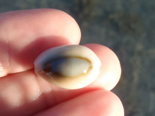 walled cowrie