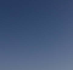 Hirundapus caudacutus