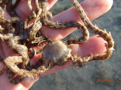 Macrophiothrix
