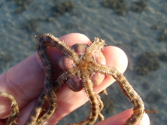 Macrophiothrix