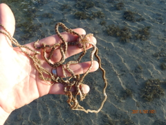 Macrophiothrix