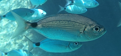 Oblada melanurus