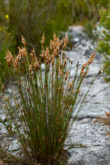 Elegia spathacea