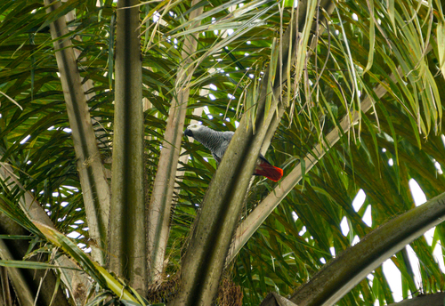 Gray Parrot