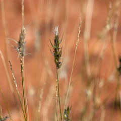 Paraneurachne muelleri