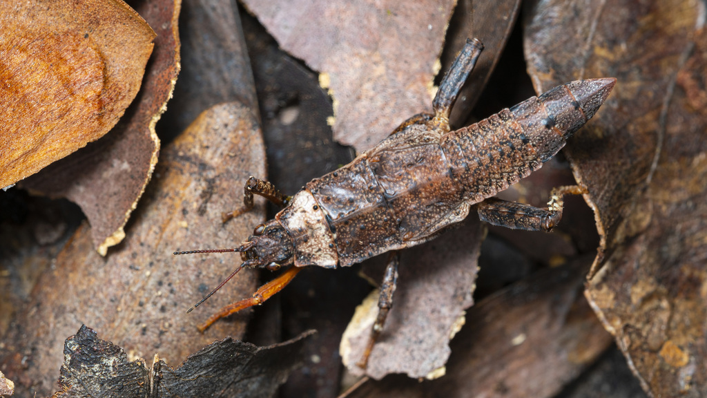 Microcanachus