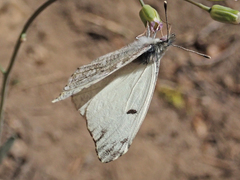 Anthocharis lanceolata