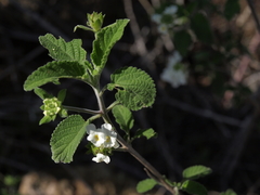 Lantana peduncularis