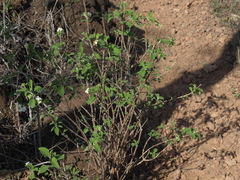 Lantana peduncularis