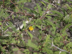 Vachellia rorudiana
