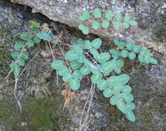 Pellaea intermedia