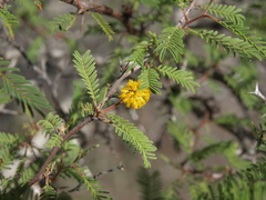 Vachellia rorudiana