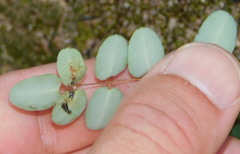 Pellaea intermedia