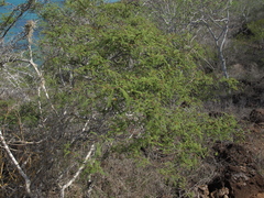 Vachellia rorudiana