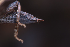 Microcanachus matileorum
