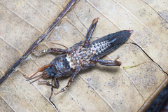 Microcanachus matileorum