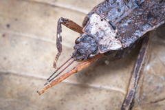 Microcanachus matileorum