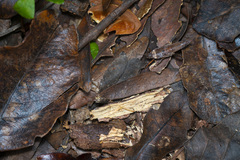 Microcanachus matileorum
