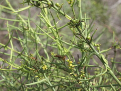 Scutia spicata pauciflora