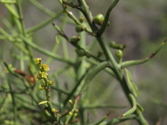 Scutia spicata pauciflora