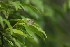 Catopyrops florinda