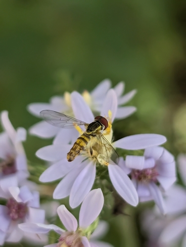 Unknown species found near Mettawa, IL, USA